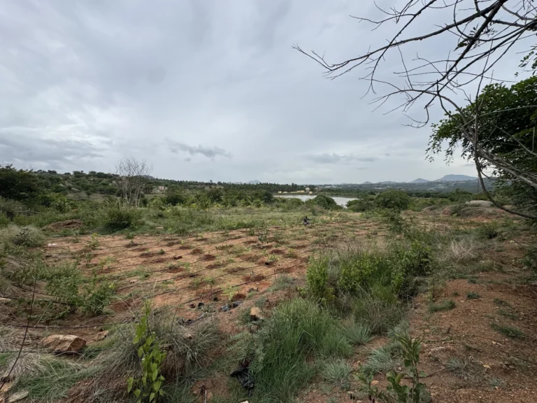 What did we plant in our Miyawaki fruit orchard?