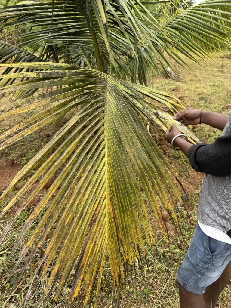How we deal with pests/disease the organic way