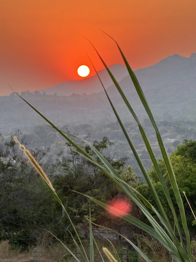 Sunset over mountains with tall green grass in the foreground