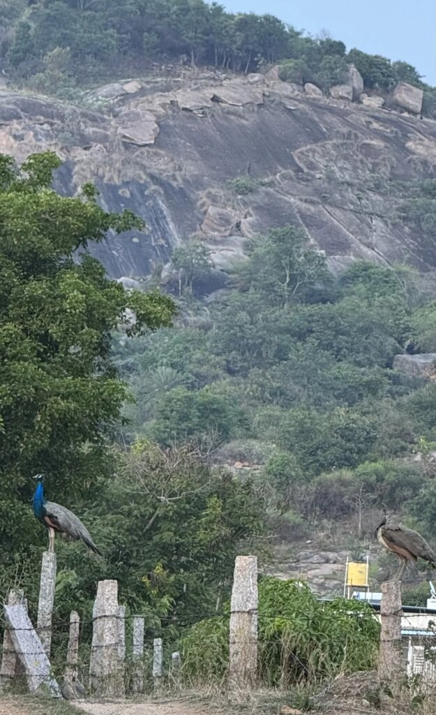 Two peacocks perched on wooden posts next to a wire fence, with green trees and a rocky hillside in the background.