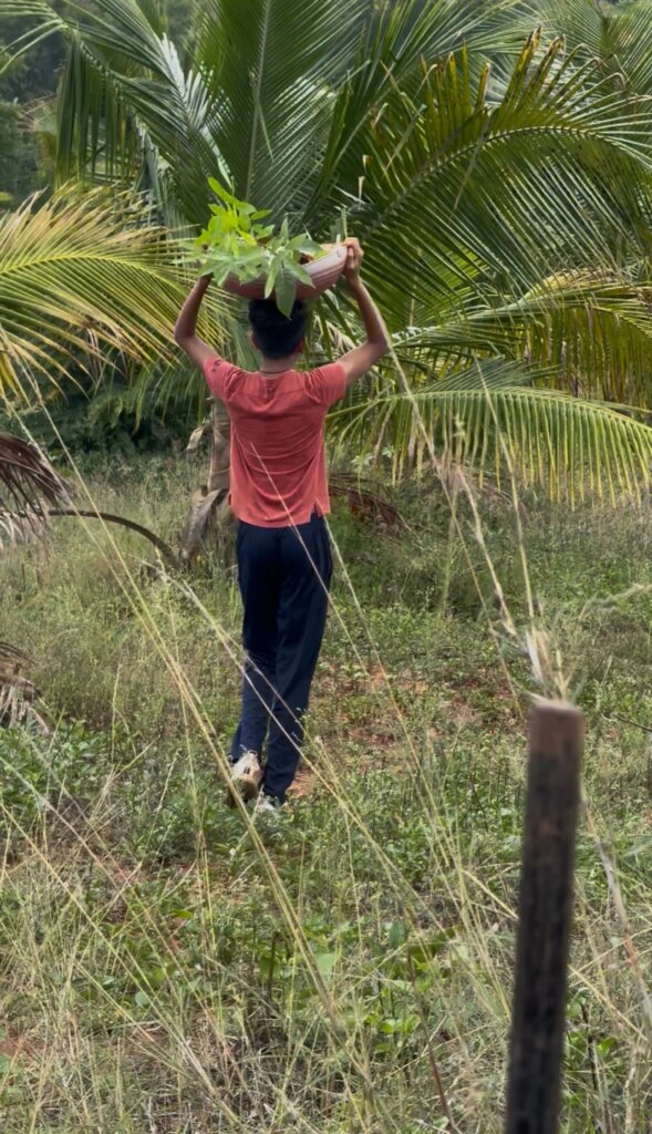 Person walking through a lush, green tropical area carrying a large bowl of green plants on their head.