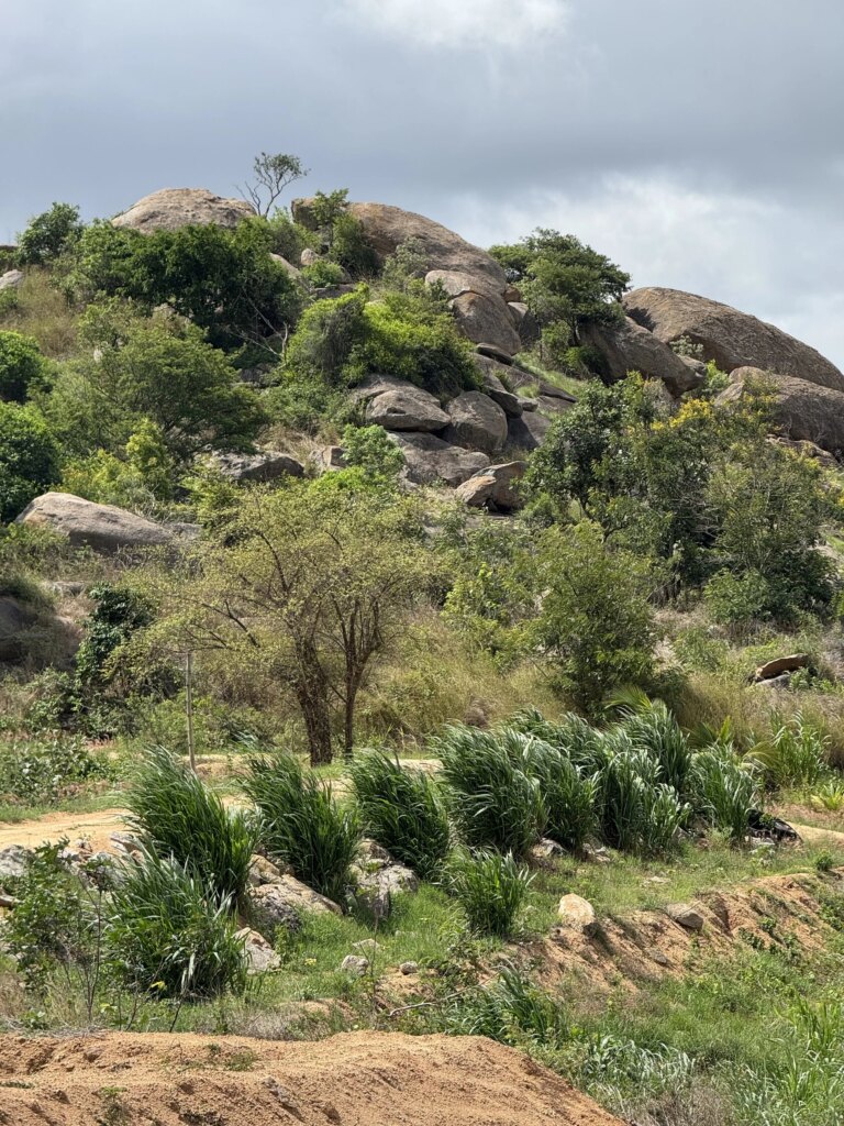 A rocky hillside with large boulders, green trees, and tall grasses under a partly cloudy sky.
